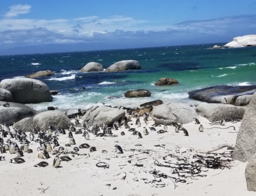 Penguins, wine and panoramic views – South Africa Part 2