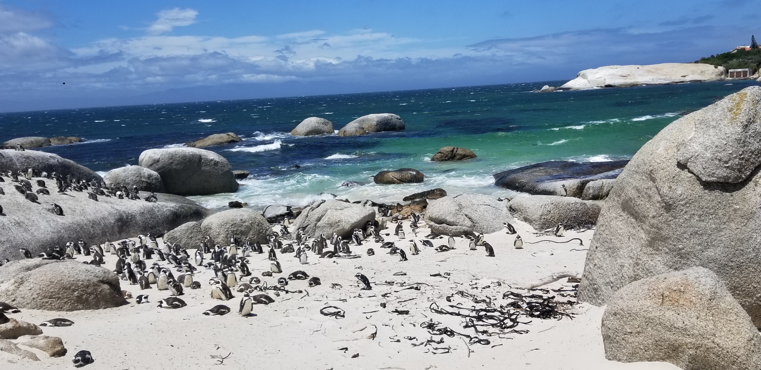 Boulders Beach Penguins